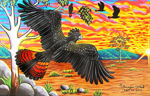Red-tailed Black Cockatoo Stretched Canvas Print